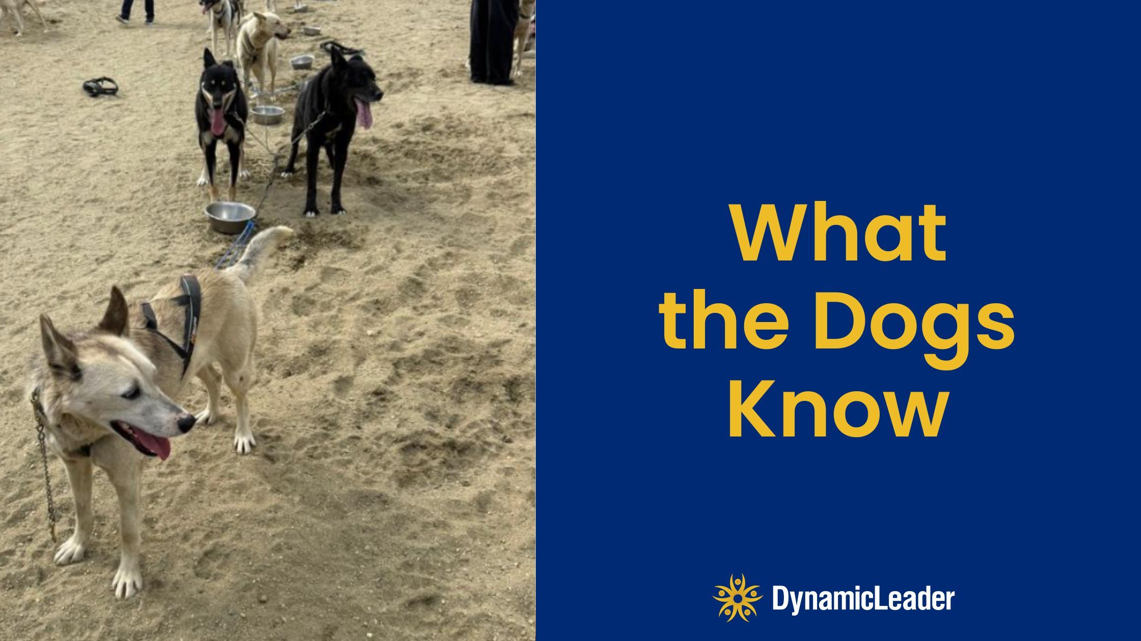 What The Dogs Know — Wednesdays with Wayne note by Dr. Wayne Pernell